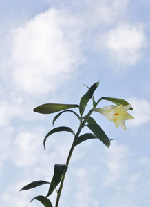 美丽的淡黄色百合花在天空背景