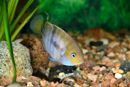 在水族馆淡水沙伊察鱼