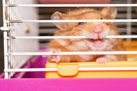 仓鼠想从笼子里出来, 的仓鼠, 滑稽的仓鼠在笼子里嚼着笼子选择焦点