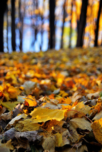 明亮的彩色的树木和树叶在秋天的公园