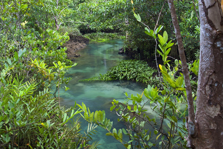 与河红树林 沼泽