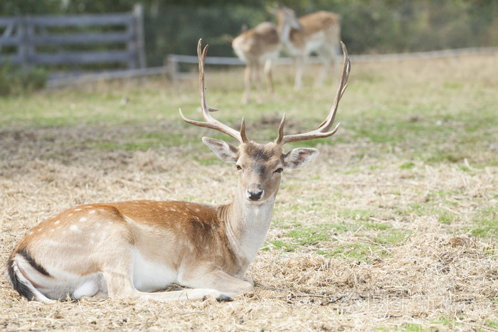 在球场上的梅花鹿