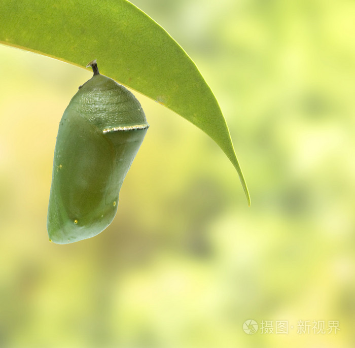 对帝王蝶蛹照片 正版商用图片07s5d4 摄图新视界