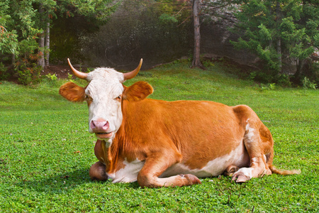 草地上的棕色图片-草地上的棕色素材-草地上的棕色插画-摄图新视界