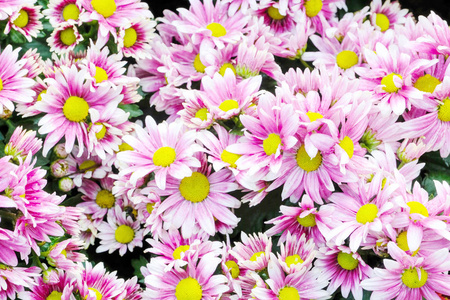 自然花背景, 粉红色和紫色雏菊花 blossomi