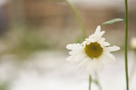 秋天盛开的花朵覆盖着积雪。冰冻的花朵覆盖着霜冻