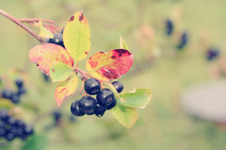 黑苦莓，黑 melanocarpa。.怀旧照片滤镜效果
