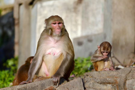 充分的身体的女性自然野生恒河猕猴猴子坐 o恒河猴仪容仪表恒河猴