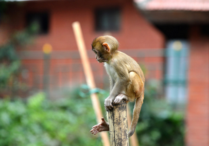 篱笆墙上坐的小猴子