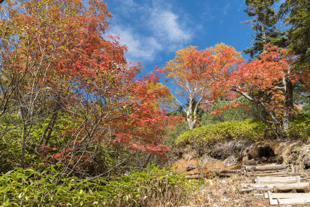 日本秋季红叶和树木