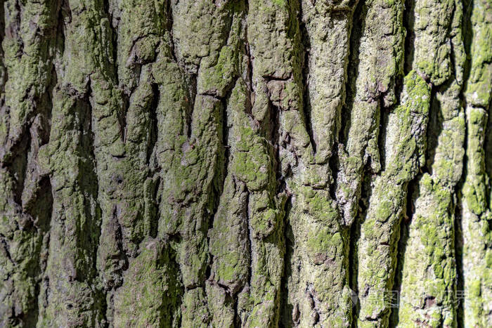 橡树树皮细节给出了一个谐波背景