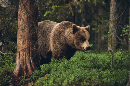 棕熊漫步芬兰针叶林, 无光泽的风格