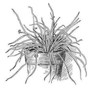图片显示 Vittaria 南瓜。它有草像叶子, 复古线条画或雕刻插图