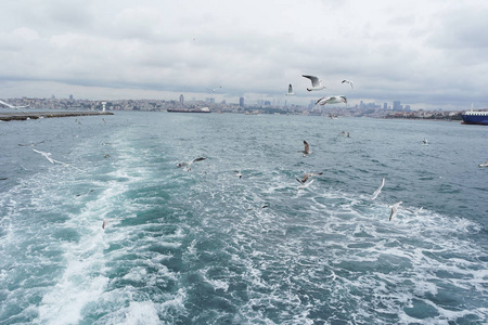 在海的上空飞翔的海鸥