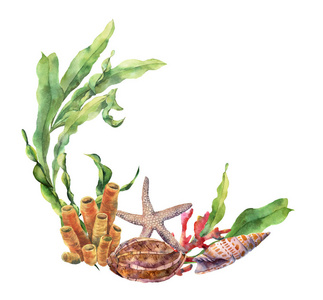 孤立的海星图片