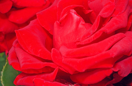 红朵美丽的花丝绒玫瑰特写作为背景