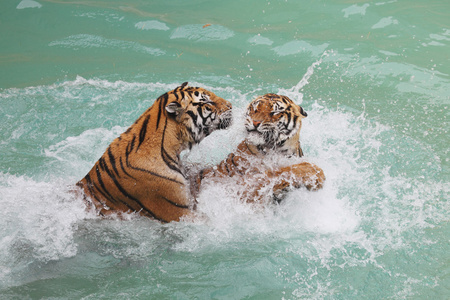两个美丽的老虎在水中战斗的图片