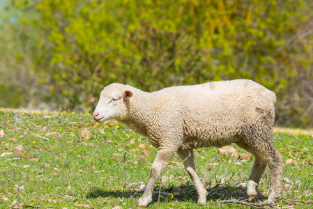 美丽的羔羊图片