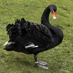 黑天鹅的肖像图片