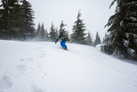 滑雪乘坐在巨大的积雪覆盖的冷杉树期间在 bl