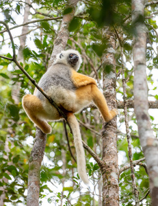 马达加斯加动物野生动植物, 马达加斯加的野生动物.