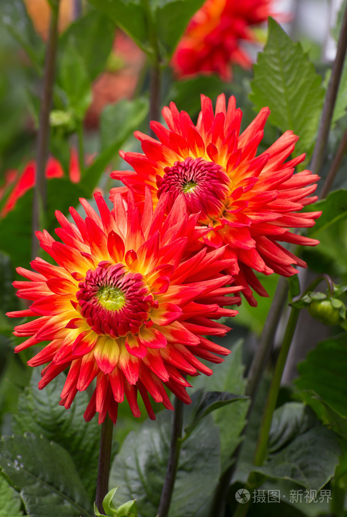 辉煌橙色大丽花