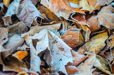 干树叶上的晨霜。天气情况。抽象背景