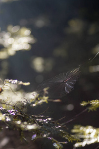 蜘蛛网在模糊森林背景下清晨阳光照射下的树枝