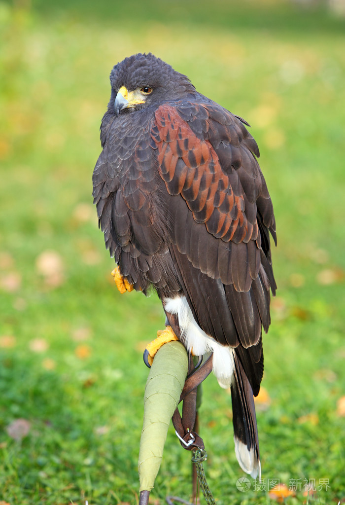 哈里斯鹰parabuteounicincus