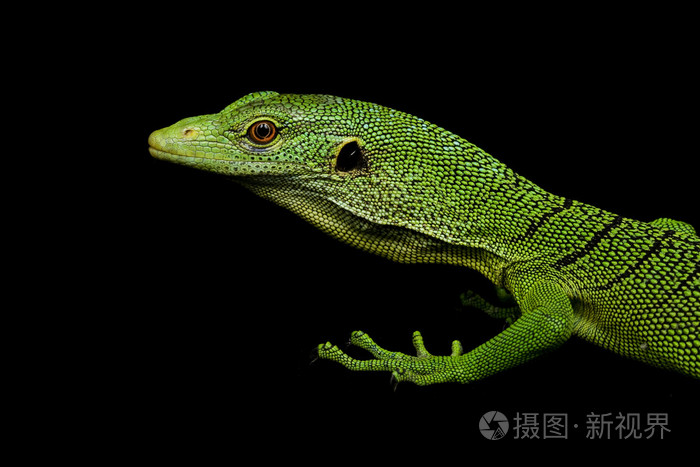 绿树巨蜥照片-正版商用图片07sr0n-摄图新视界