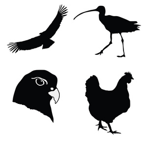 插画风格的黑色剪影的母鸡, 海东青, 公寓插画