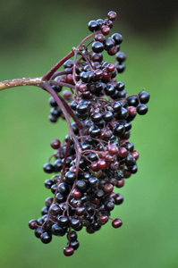 一束 elderberries 成熟的黑色浆果