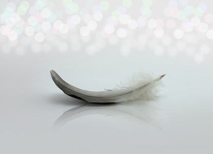 灰色的毛灰色的羽毛,反光的地板上照片