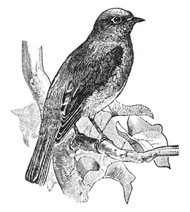 东蓝鸟是一个中型鸟类在鸫鸫种家族的画眉, 复古线条画或雕刻插图