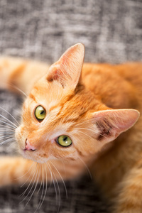 小猫肖像小小的红色小猫肖像照片