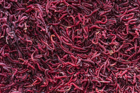 红蚊幼虫的背景照片