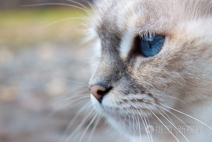 蓝眼睛的白色猫头