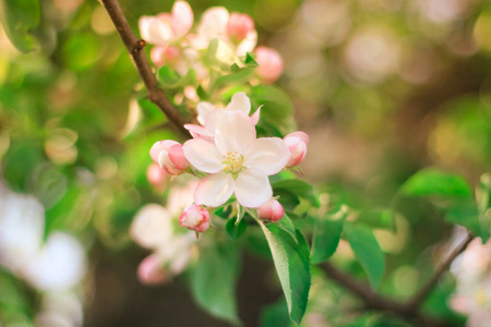 盛开的苹果树在花园里, 背景