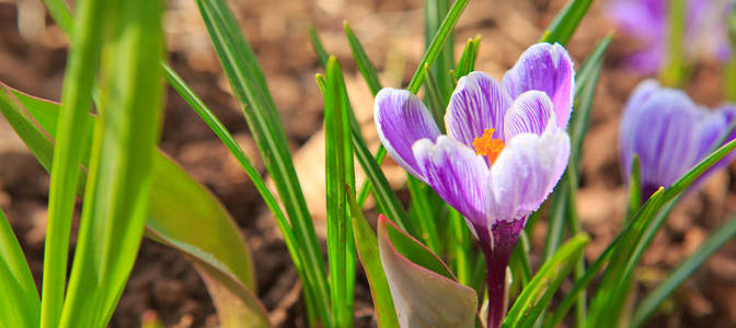 复活节贺卡。紫色番红花和阳光