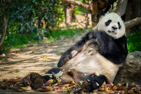 大熊猫在中国