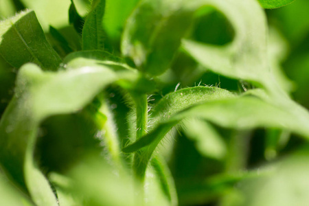 植物特写镜头背景