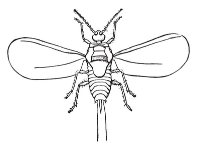 起毛枫鳞片配长花丝, 复古线条画或雕刻插图