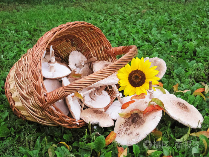 新鲜采摘的向日葵蘑菇与向日葵翻送从柳条篮子的青草秋天