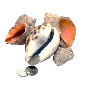 躺在白色背景上的海贝壳上的硬币