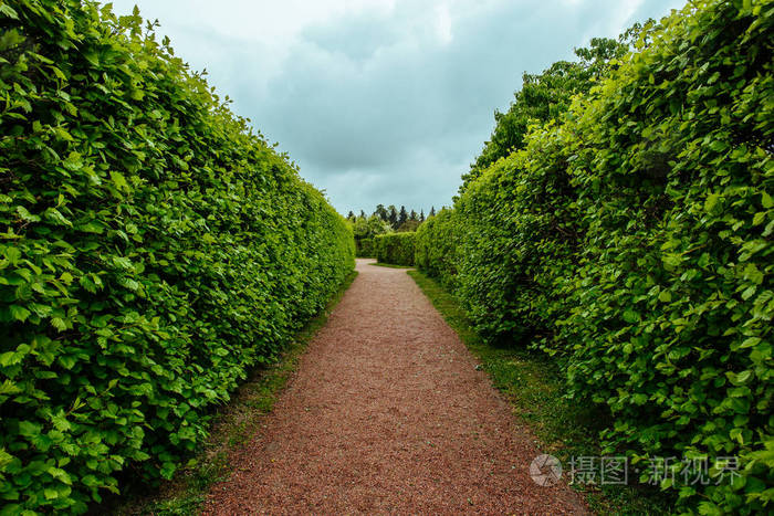 绿色植物篱, 庭院或公园的通路, 走廊全景视图, 景观设计理念