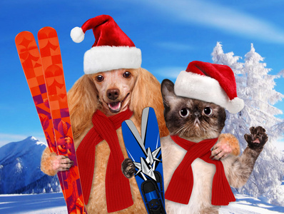 猫和狗在与滑雪板的红色圣诞帽。