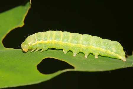 鳞翅目昆虫照片