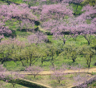 在果园里桃花绽放