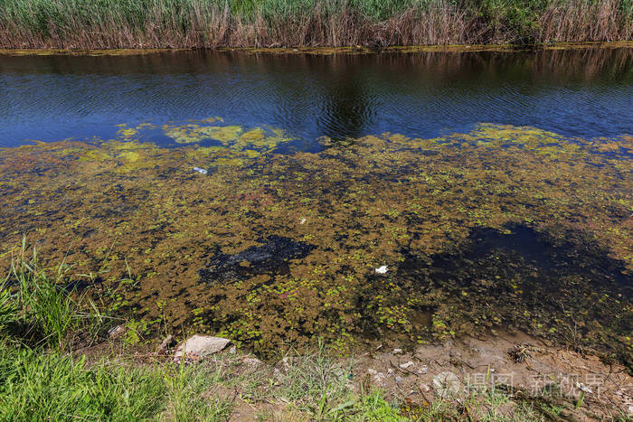 小垂死的河流布满了沼泽植物.周围的污染, 藻类的快速生长.生态问题.
