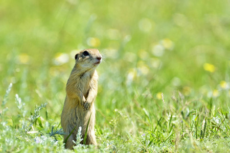 gopher 的性质